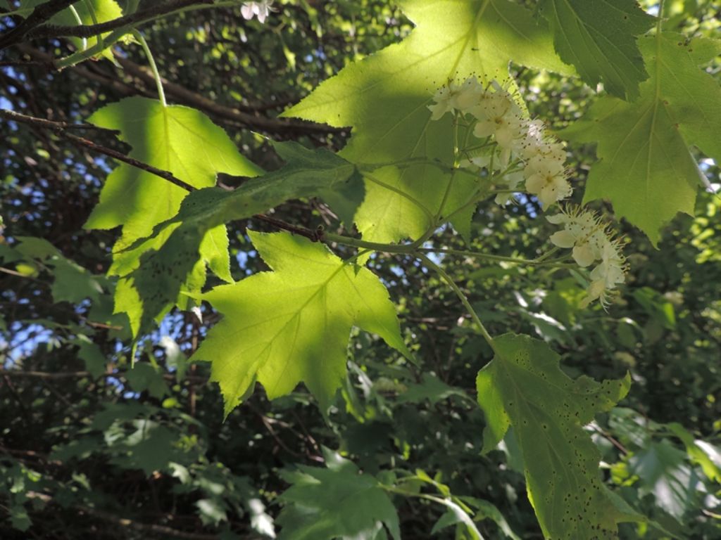 Albero fiorito - Sorbus torminalis